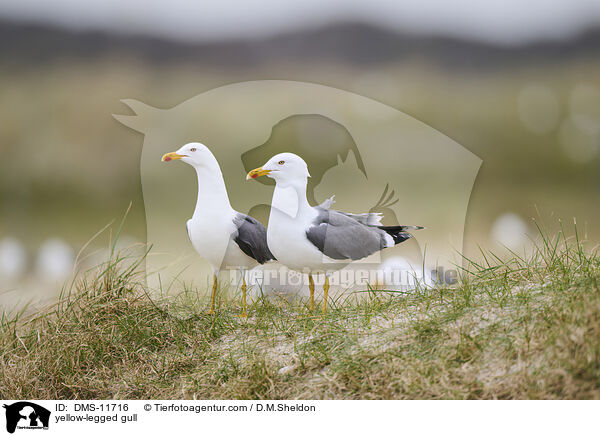Gelbfumwe / yellow-legged gull / DMS-11716