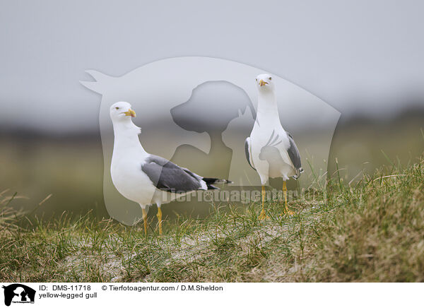 Gelbfumwe / yellow-legged gull / DMS-11718