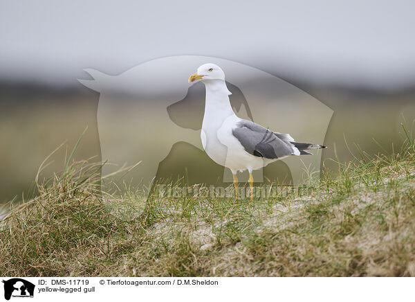 Gelbfumwe / yellow-legged gull / DMS-11719
