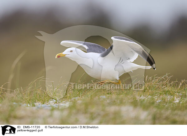 Gelbfumwe / yellow-legged gull / DMS-11720