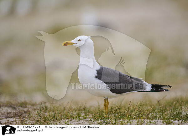 Gelbfumwe / yellow-legged gull / DMS-11721