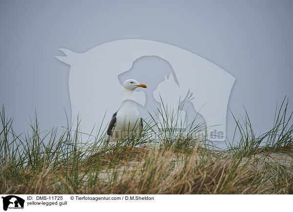 yellow-legged gull / DMS-11725
