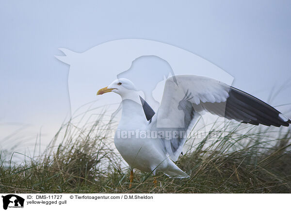 Gelbfumwe / yellow-legged gull / DMS-11727