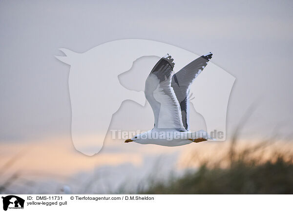 Gelbfumwe / yellow-legged gull / DMS-11731