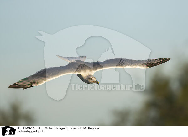 Mittelmeermwe / yellow-legged gull / DMS-15061