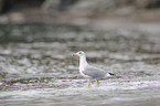 yellow-legged gull