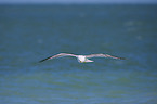 yellow-legged gull