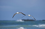 yellow-legged gulls