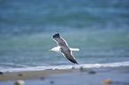 yellow-legged gull