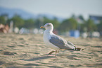 yellow-legged gull