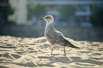 yellow-legged gull