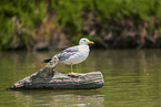 yellow-legged gull