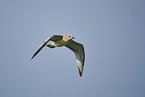 yellow-legged gull