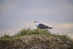 yellow-legged gull