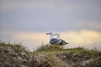 yellow-legged gull