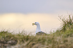 yellow-legged gull