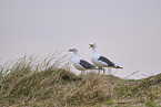 yellow-legged gull