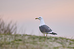 yellow-legged gull