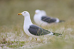 yellow-legged gull