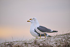 yellow-legged gull