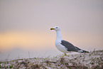 yellow-legged gull