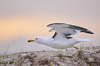 yellow-legged gull