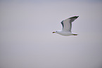 yellow-legged gull