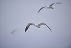 yellow-legged gull
