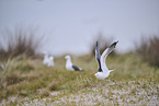 yellow-legged gull