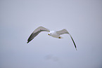 yellow-legged gull