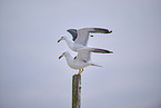 yellow-legged gull