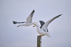 yellow-legged gull