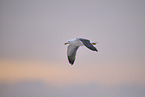yellow-legged gull