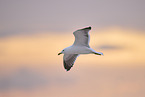 yellow-legged gull