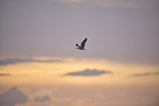 yellow-legged gull