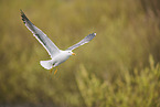 yellow-legged gull