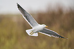yellow-legged gull
