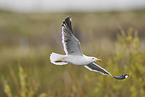 yellow-legged gull