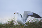 yellow-legged gull