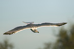 yellow-legged gull