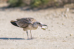 yellow-legged gull