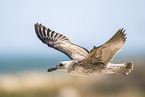 yellow-legged gull
