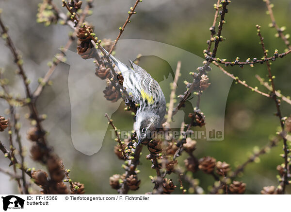Kronenwaldsnger / butterbutt / FF-15369