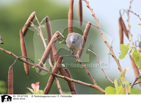 zebra dove / FF-07155