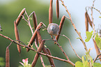 zebra dove