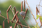 zebra dove