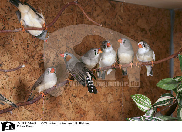 Zebra Finch / RR-04048