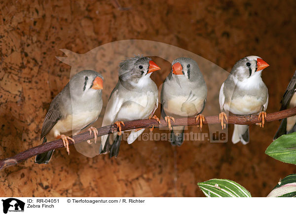 Vier Zebrafingen / Zebra Finch / RR-04051