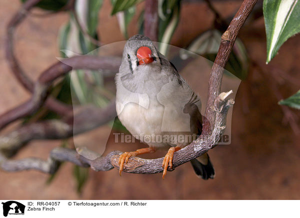 Zebrafink / Zebra Finch / RR-04057