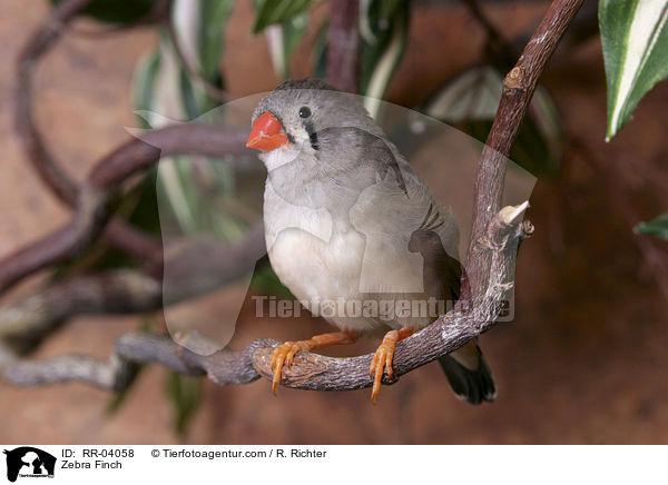 Zebra Finch / RR-04058